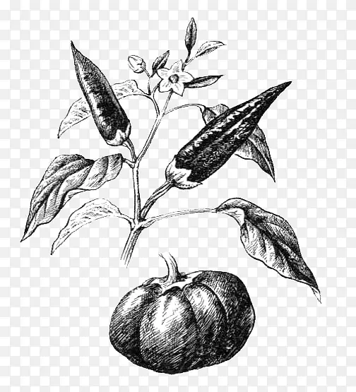 花期植物甜椒黑胡椒叶植物