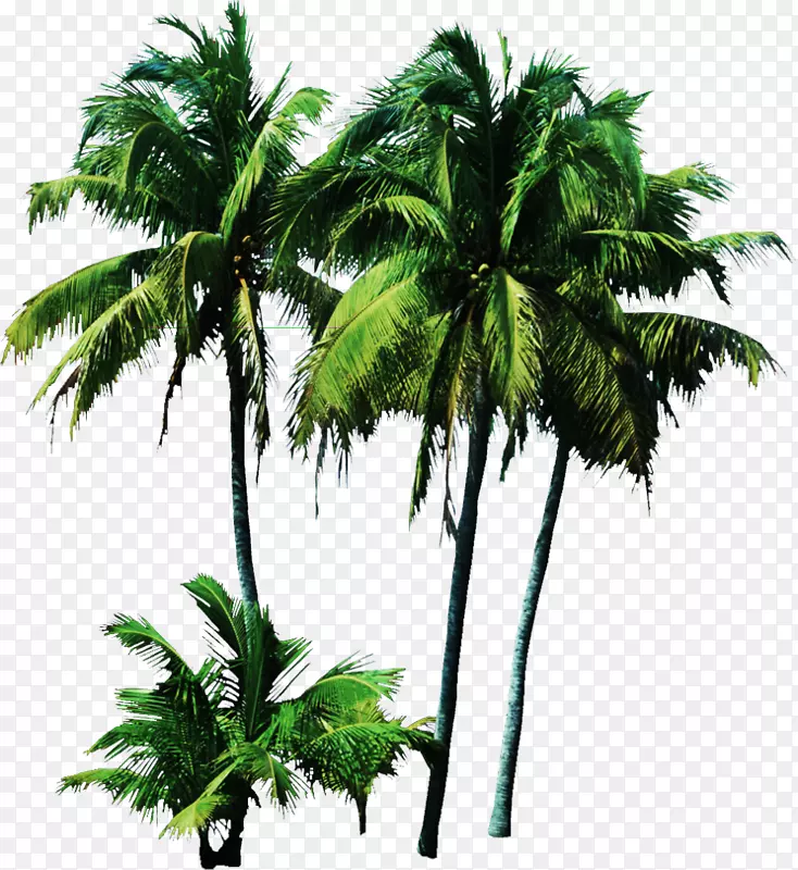 棕榈树椰子夹艺术灌木