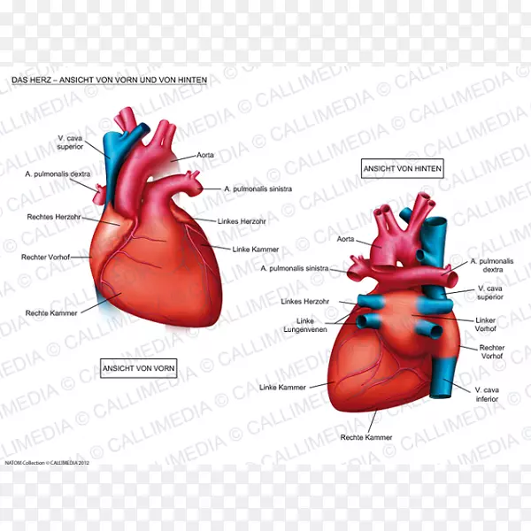 Braunwald心脏病：回顾和评估解剖学、心血管疾病、心脏病：心血管医学教科书-心脏