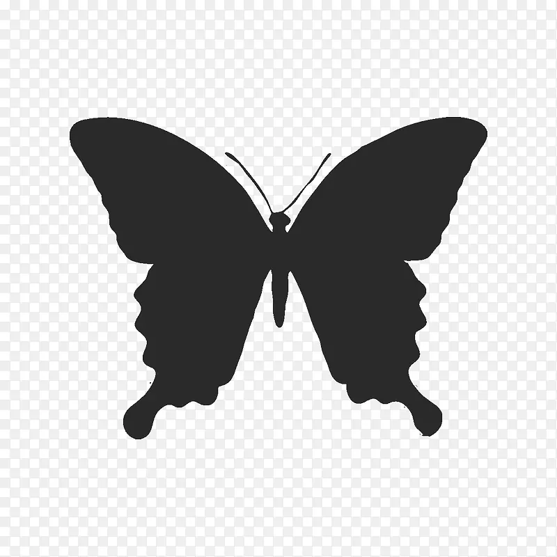 蝴蝶模板图像插图绘制-蝴蝶