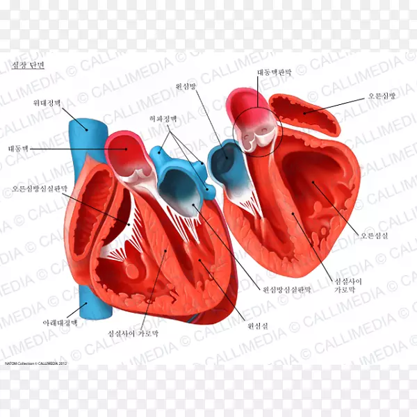 心脏人体解剖循环系统横断面-心脏