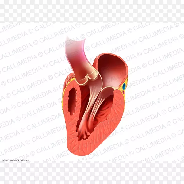 心脏瓣膜人体解剖与生理学2循环系统-心脏