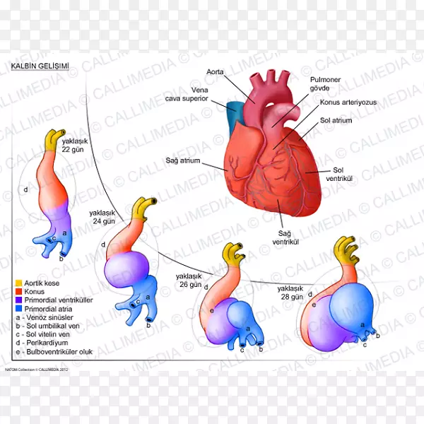 心脏发育人体解剖循环系统-心脏