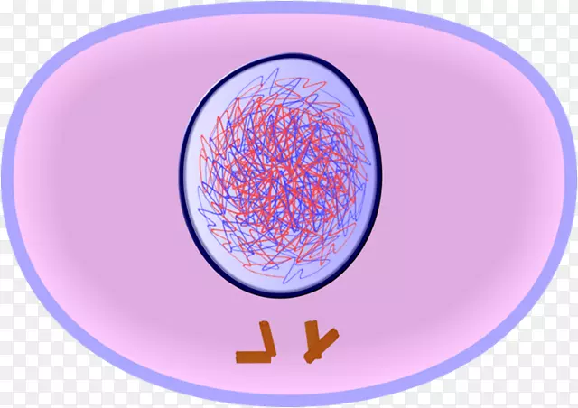 间期细胞周期有丝分裂细胞分裂-细胞周期
