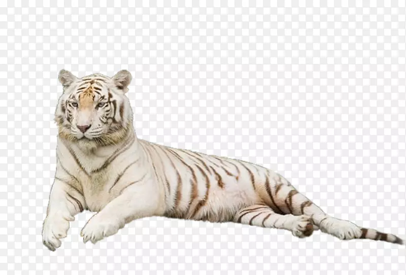 虎狮猫png图片剪辑艺术老虎