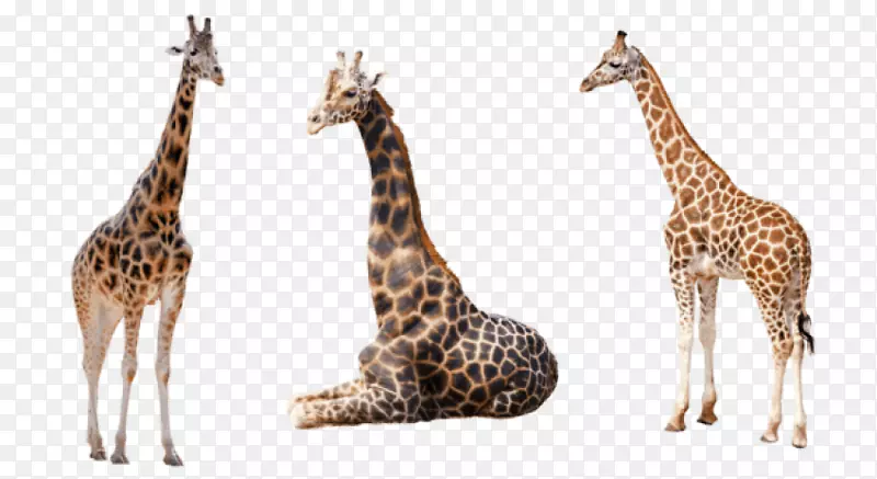 图片剪辑艺术网状长颈鹿，西非长颈鹿-长颈鹿水彩