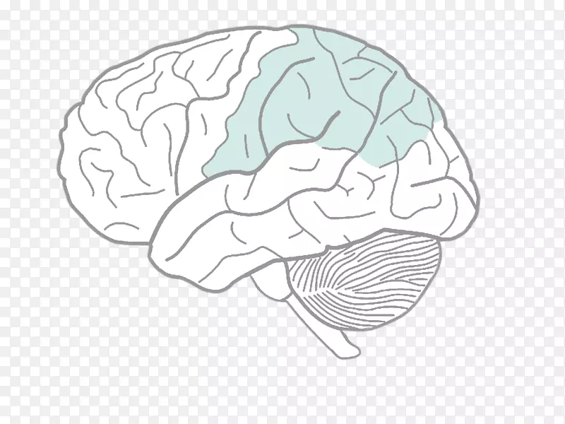 人脑图绘制人体脑