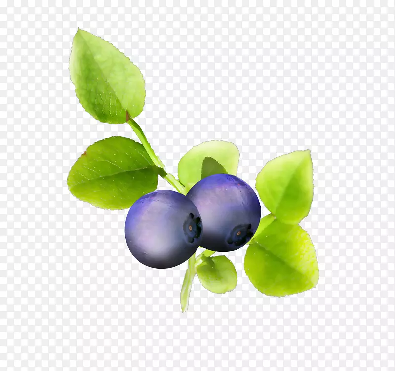 蓝莓紫罗兰果实-蓝莓