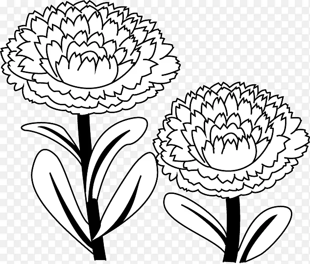 花卉设计英文万寿菊绘图插图花花