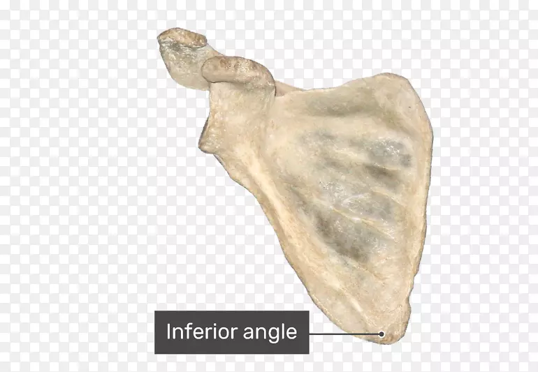 下颌骨关节解剖-肩胛骨内侧缘