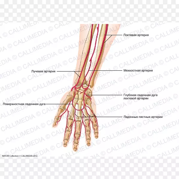 指动脉前臂人体解剖手