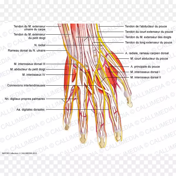 手指神经系统人体解剖血管手