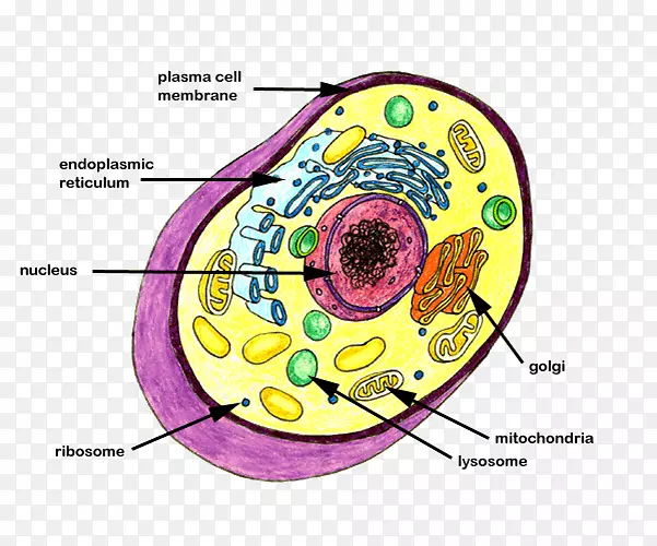 DNA细胞核原核生物-动物细胞