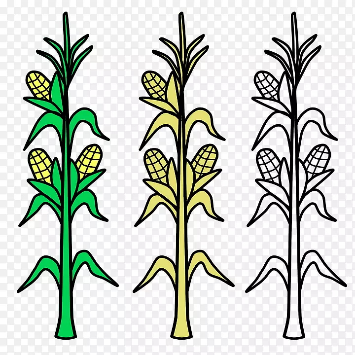 玉米上的玉米糖玉米着色书作物-植物