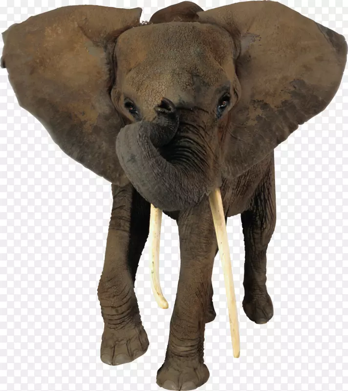 非洲丛林大象png图片剪辑艺术非洲森林大象-大象