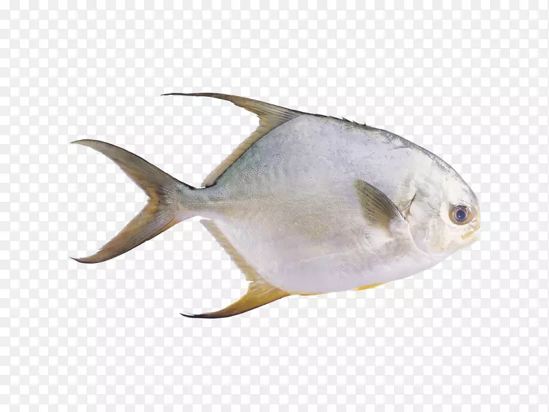 金鱼科海产品-鱼