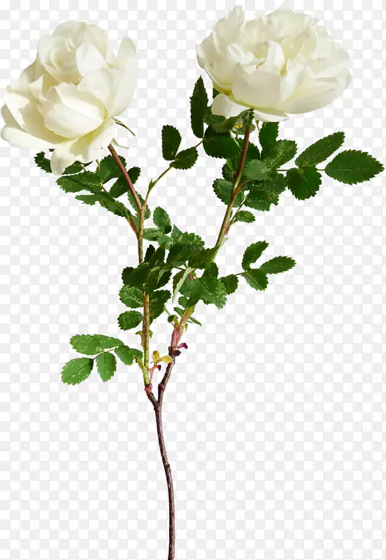 花园玫瑰插花艺术形象-玫瑰
