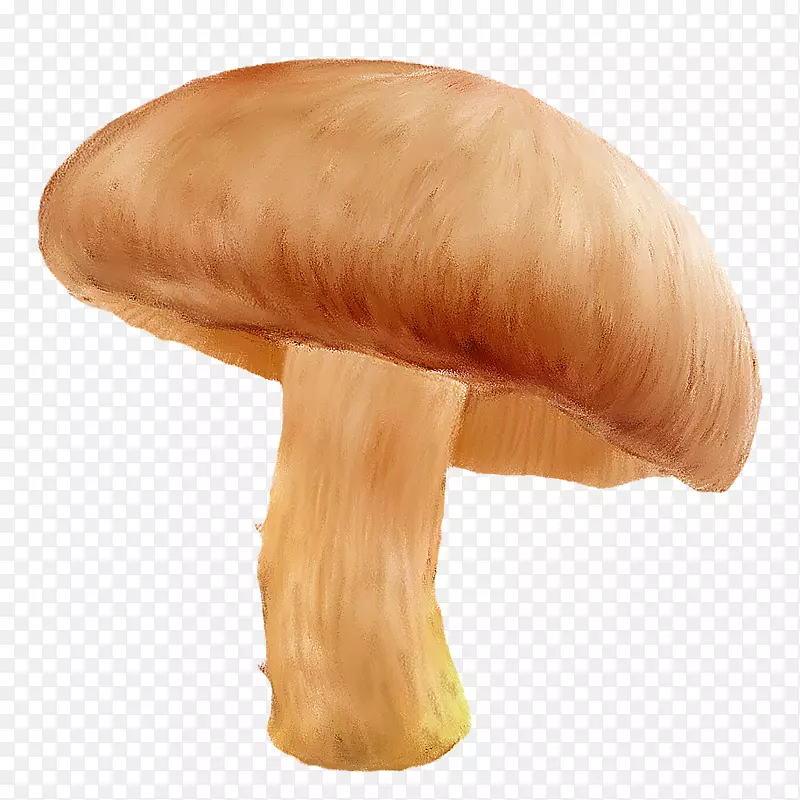 食用菌琼脂科png图片数字图像蘑菇
