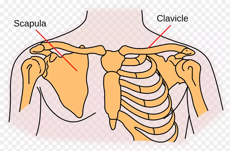 肩带肩胛骨锁骨胸锁关节肩胛骨内侧缘