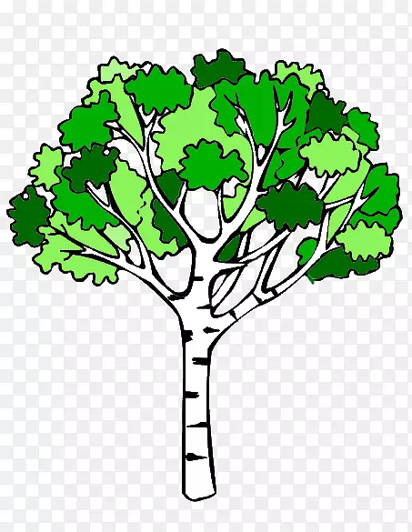 剪贴画png图片桦树绘图插图.桦树