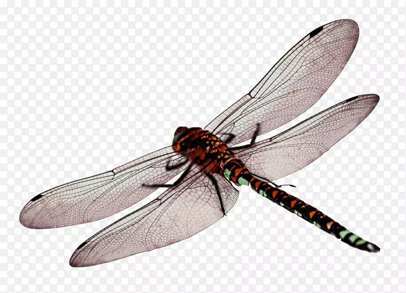png图片蜻蜓翅膀透明剪辑艺术蜻蜓