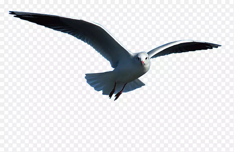 海鸥鸟png图片剪辑艺术下载-小鸟