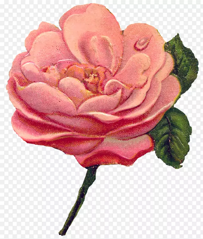 花园玫瑰，剪辑艺术贺卡和纸牌图形-玫瑰