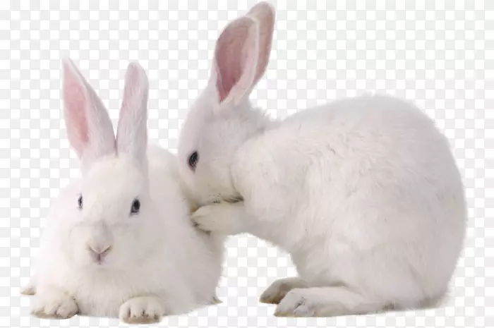 兔子复活节兔子png图片宠物兔子