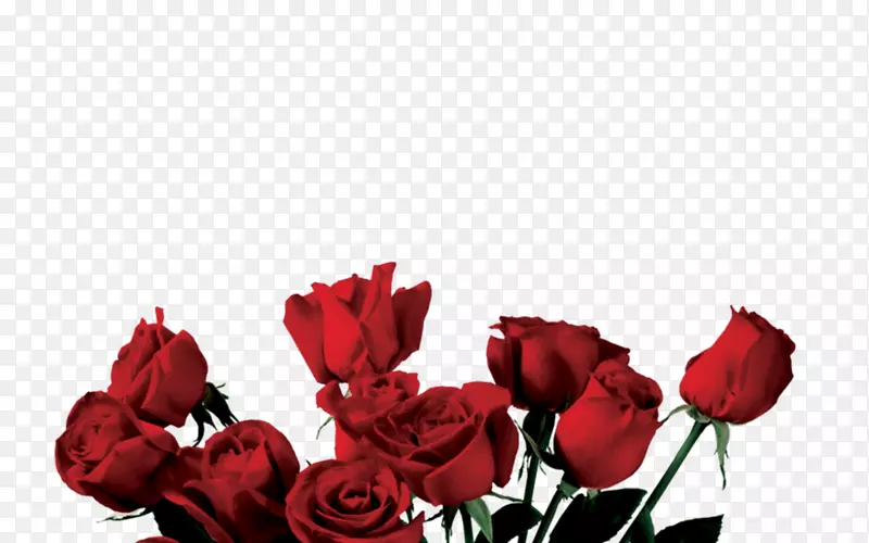 玫瑰png图片剪辑艺术花卉图像.美学透明