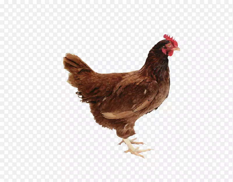 鸡作为食物给家禽png图片.鸡