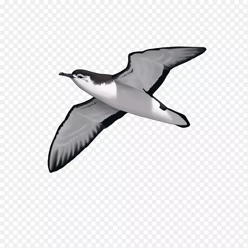 欧洲鲱鱼海鸥奥杜邦剪水海鸥-鸟