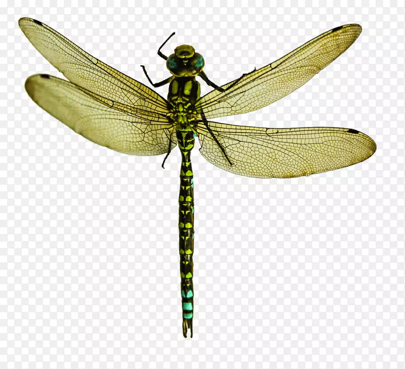 昆虫蜻蜓翅膀png网络图透明度.昆虫