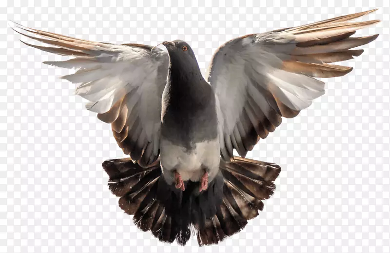 家鸽和鸽子透明png图片剪辑艺术