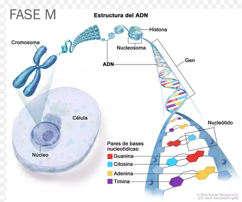 dna染色体细胞基因组-dna螺旋