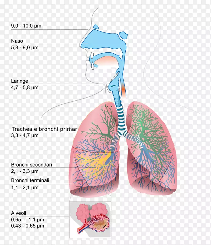 呼吸系统肺图呼吸-人体呼吸