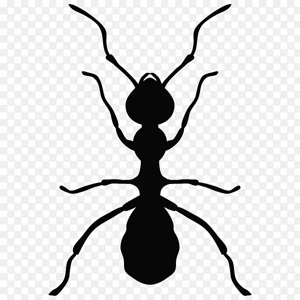 蚂蚁杀虫剂害虫防治