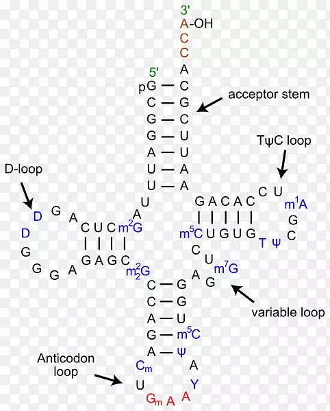 转RNA亮氨酸-tRNA连接酶dna密码子信使RNA-dna结构