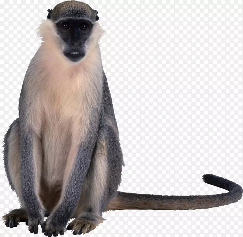 猕猴灵长类动物旧世界猴子夹艺术猴子