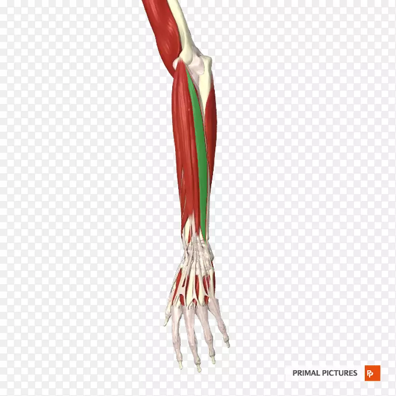 肱总伸肌腱、拇指前臂-肱骨小结节