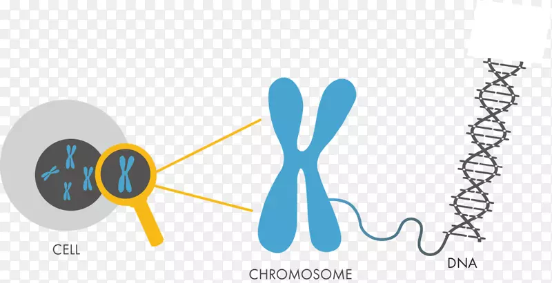 dna染色体遗传学核苷酸细胞染色体