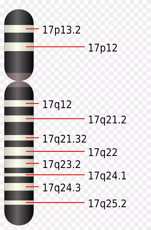 麻雀综合征染色体17号遗传紊乱史密斯-马格尼斯综合征染色体