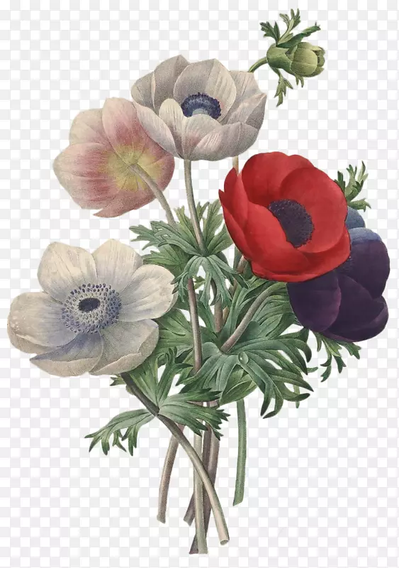 皮埃尔？约瑟夫？雷多(1759-1840)浪漫玫瑰：红玫瑰，