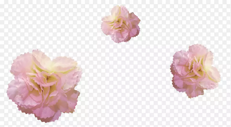 花甘蓝，玫瑰，png图片，平画-花