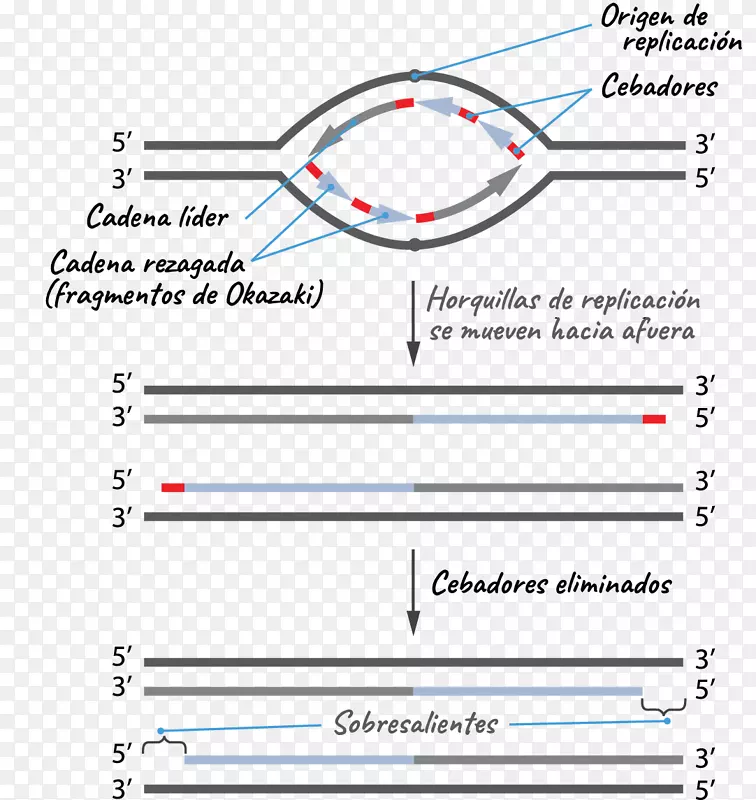 复制叉端粒酶的DNA复制端粒起源