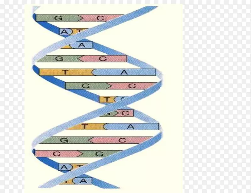 细胞DNA学生船产品设计