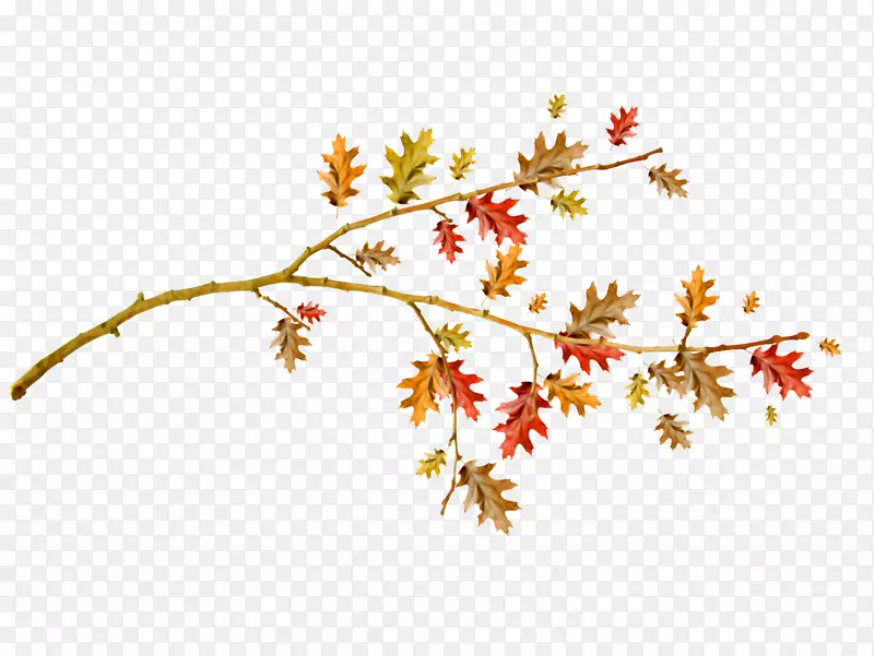 秋季第一天学校图像png图片.秋季树枝
