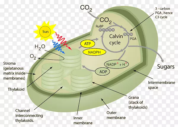 光合作用植物细胞呼吸叶绿体植物