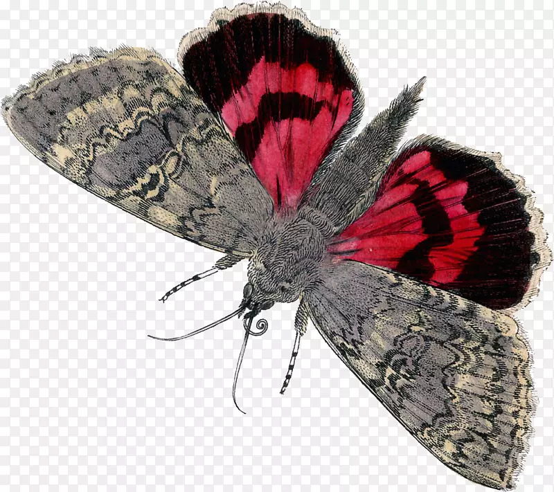 蝴蝶图形蝴蝶和飞蛾图像剪辑艺术-蝴蝶