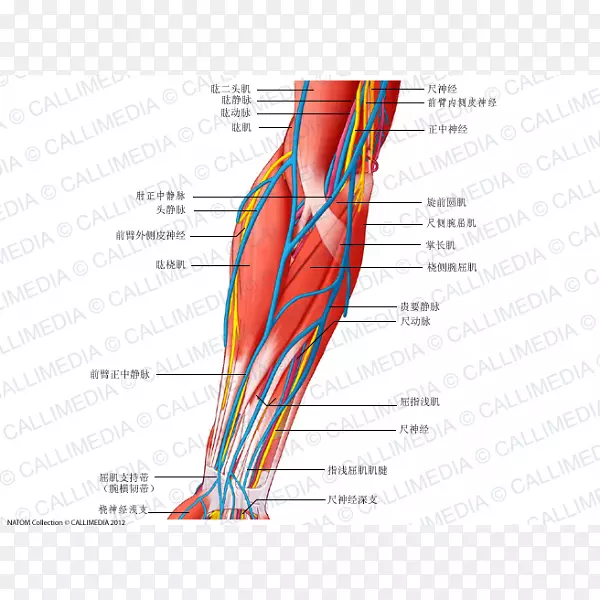 前臂和手的肌肉、骨骼与血管神经解剖图PNG图片素材下载_图片编号5968151-PNG素材网
