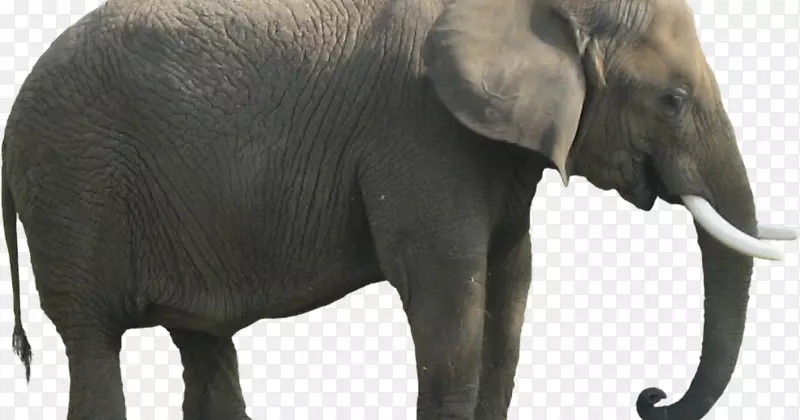 非洲灌木象剪贴画png图片图像.大象